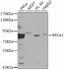 Western blot analysis of extracts of various cell lines, using BRCA1 antibody (13-081) .<br/>Secondary antibody: HRP Goat Anti-Rabbit IgG (H+L) at 1:10000 dilution.<br/>Lysates/proteins: 25ug per lane.<br/>Blocking buffer: 3% nonfat dry milk in TBST.