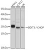 Western blot analysis of extracts of various cell lines, using DDIT3 / CHOP antibody (13-085) at 1:1000 dilution.<br/>Secondary antibody: HRP Goat Anti-Rabbit IgG (H+L) at 1:10000 dilution.<br/>Lysates/proteins: 25ug per lane.<br/>Blocking buffer: 3% nonfat dry milk in TBST.<br/>Detection: ECL Enhanced Kit.<br/>Exposure time: 20s.