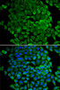 Immunofluorescence analysis of A-549 cells using Cytochrome c antibody (13-087) . Blue: DAPI for nuclear staining.