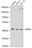 Western blot analysis of extracts of various cell lines, using BMP2 Antibody (13-091) at 1:1000 dilution.<br/>Secondary antibody: HRP Goat Anti-Rabbit IgG (H+L) at 1:10000 dilution.<br/>Lysates/proteins: 25ug per lane.<br/>Blocking buffer: 3% nonfat dry milk in TBST.<br/>Detection: ECL Basic Kit.<br/>Exposure time: 90s.