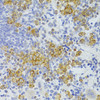 Immunohistochemistry of paraffin-embedded rat spleen using FAS Antibody (13-093) at dilution of 1:100 (40x lens) .