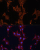 Immunofluorescence analysis of C6 cells using HSPB1 antibody (13-100) at dilution of 1:100. Blue: DAPI for nuclear staining.