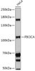 Western blot analysis of extracts of HeLa cells, using PIK3CA antibody (13-115) at 1:500 dilution.<br/>Secondary antibody: HRP Goat Anti-Rabbit IgG (H+L) at 1:10000 dilution.<br/>Lysates/proteins: 25ug per lane.<br/>Blocking buffer: 3% nonfat dry milk in TBST.<br/>Detection: ECL Basic Kit.<br/>Exposure time: 30s.