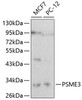 Western blot analysis of extracts of various cell lines, using PSME3 antibody (13-119) .<br/>Secondary antibody: HRP Goat Anti-Rabbit IgG (H+L) at 1:10000 dilution.<br/>Lysates/proteins: 25ug per lane.<br/>Blocking buffer: 3% nonfat dry milk in TBST.