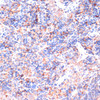 Immunohistochemistry of paraffin-embedded mouse spleen using IL6 antibody (13-129) at dilution of 1:50 (40x lens) .