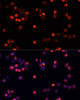 Immunofluorescence analysis of HeLa cells using AKT2 antibody (13-146) at dilution of 1:100. Blue: DAPI for nuclear staining.