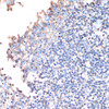 Immunohistochemistry of paraffin-embedded human tonsil using CD44 antibody (13-147) at dilution of 1:200 (40x lens) .