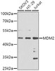 Western blot analysis of extracts of various cell lines, using MDM2 antibody (13-148) at 1:1000 dilution.<br/>Secondary antibody: HRP Goat Anti-Rabbit IgG (H+L) at 1:10000 dilution.<br/>Lysates/proteins: 25ug per lane.<br/>Blocking buffer: 3% nonfat dry milk in TBST.<br/>Detection: ECL Basic Kit.<br/>Exposure time: 90s.