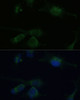 Immunofluorescence analysis of U-251 MG cells using VHL Polyclonal Antibody (13-158) at dilution of 1:100 (40x lens) . Blue: DAPI for nuclear staining.