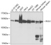 Western blot analysis of extracts of various cell lines, using PKN1 antibody (13-202) at 1:1000 dilution.<br/>Secondary antibody: HRP Goat Anti-Rabbit IgG (H+L) at 1:10000 dilution.<br/>Lysates/proteins: 25ug per lane.<br/>Blocking buffer: 3% nonfat dry milk in TBST.<br/>Detection: ECL Basic Kit.<br/>Exposure time: 5s.
