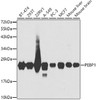 Western blot analysis of extracts of various cell lines, using PEBP1 antibody (13-208) at 1:1000 dilution.<br/>Secondary antibody: HRP Goat Anti-Rabbit IgG (H+L) at 1:10000 dilution.<br/>Lysates/proteins: 25ug per lane.<br/>Blocking buffer: 3% nonfat dry milk in TBST.<br/>Detection: ECL Basic Kit.<br/>Exposure time: 10s.