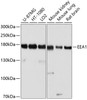 Western blot analysis of extracts of various cell lines, using EEA1 antibody (13-213) at 1:1000 dilution.<br/>Secondary antibody: HRP Goat Anti-Rabbit IgG (H+L) at 1:10000 dilution.<br/>Lysates/proteins: 25ug per lane.<br/>Blocking buffer: 3% nonfat dry milk in TBST.<br/>Detection: ECL Basic Kit.<br/>Exposure time: 5s.