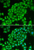 Immunofluorescence analysis of U2OS cells using TCL1A antibody (13-226) . Blue: DAPI for nuclear staining.