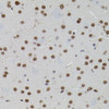 Immunohistochemistry of paraffin-embedded mouse brain using SMAD5 antibody (13-229) (40x lens) .