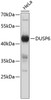 Western blot analysis of extracts of HeLa cells, using DUSP6 antibody (13-231) .<br/>Secondary antibody: HRP Goat Anti-Rabbit IgG (H+L) at 1:10000 dilution.<br/>Lysates/proteins: 25ug per lane.<br/>Blocking buffer: 3% nonfat dry milk in TBST.