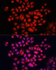 Immunofluorescence analysis of HeLa cells using NRF2 antibody (13-240) at dilution of 1:100. Blue: DAPI for nuclear staining.