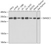 Western blot analysis of extracts of various cell lines, using SMNDC1 antibody (13-245) at 1:1000 dilution.<br/>Secondary antibody: HRP Goat Anti-Rabbit IgG (H+L) at 1:10000 dilution.<br/>Lysates/proteins: 25ug per lane.<br/>Blocking buffer: 3% nonfat dry milk in TBST.<br/>Detection: ECL Basic Kit.<br/>Exposure time: 10s.