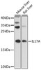 Western blot analysis of extracts of various cell lines, using IL17A antibody (13-249) at 1:1000 dilution.<br/>Secondary antibody: HRP Goat Anti-Rabbit IgG (H+L) at 1:10000 dilution.<br/>Lysates/proteins: 25ug per lane.<br/>Blocking buffer: 3% nonfat dry milk in TBST.<br/>Detection: ECL Basic Kit.<br/>Exposure time: 90s.