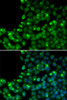 Immunofluorescence analysis of U2OS cells using MGMT antibody (13-251) . Blue: DAPI for nuclear staining.