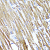 Immunohistochemistry of paraffin-embedded rat heart using SOCS3 antibody (13-252) at dilution of 1:100 (40x lens) .