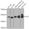 Western blot analysis of extracts of various cell lines, using CSK antibody (13-267) at 1:1000 dilution.<br/>Secondary antibody: HRP Goat Anti-Rabbit IgG (H+L) at 1:10000 dilution.<br/>Lysates/proteins: 25ug per lane.<br/>Blocking buffer: 3% nonfat dry milk in TBST.<br/>Detection: ECL Enhanced Kit.<br/>Exposure time: 90s.