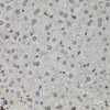 Immunohistochemistry of paraffin-embedded mouse liver using SKP2 antibody (13-297) at dilution of 1:100 (40x lens) .