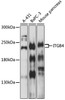 Western blot analysis of extracts of various cells, using ITGB4 antibody (13-306) at 1:1000 dilution.<br/>Secondary antibody: HRP Goat Anti-Rabbit IgG (H+L) at 1:10000 dilution.<br/>Lysates/proteins: 25ug per lane.<br/>Blocking buffer: 3% nonfat dry milk in TBST.<br/>Detection: ECL Basic Kit.<br/>Exposure time: 30s.