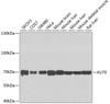 Western blot analysis of extracts of various cell lines, using KU70 antibody (13-312) at 1:1000 dilution.<br/>Secondary antibody: HRP Goat Anti-Rabbit IgG (H+L) at 1:10000 dilution.<br/>Lysates/proteins: 25ug per lane.<br/>Blocking buffer: 3% nonfat dry milk in TBST.<br/>Detection: ECL Enhanced Kit.<br/>Exposure time: 60s.