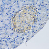 Immunohistochemistry of paraffin-embedded rat pancreas using SLC1A2 antibody (13-320) at dilution of 1:100 (40x lens) .