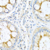 Immunohistochemistry of paraffin-embedded human colon using NTF4 antibody (13-321) at dilution of 1:100 (40x lens) .