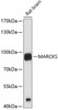 Western blot analysis of extracts of rat brain, using MARCKS antibody (13-325) at 1:1000 dilution.<br/>Secondary antibody: HRP Goat Anti-Rabbit IgG (H+L) at 1:10000 dilution.<br/>Lysates/proteins: 25ug per lane.<br/>Blocking buffer: 3% nonfat dry milk in TBST.<br/>Detection: ECL Basic Kit.<br/>Exposure time: 30s.