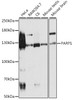 Western blot analysis of extracts of various cell lines, using PARP1 antibody (13-327) at 1:500 dilution.<br/>Secondary antibody: HRP Goat Anti-Rabbit IgG (H+L) at 1:10000 dilution.<br/>Lysates/proteins: 25ug per lane.<br/>Blocking buffer: 3% nonfat dry milk in TBST.<br/>Detection: ECL Basic Kit.<br/>Exposure time: 5s.