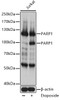 Western blot analysis of extracts of Jurkat cells, using PARP1 antibody (13-327) at 1:1000 dilution.<br/>Secondary antibody: HRP Goat Anti-Rabbit IgG (H+L) at 1:10000 dilution.<br/>Lysates/proteins: 25ug per lane.<br/>Blocking buffer: 3% nonfat dry milk in TBST.<br/>Detection: ECL Basic Kit.<br/>Exposure time: 5s.