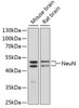 Western blot analysis of extracts of various cell lines, using NeuN antibody (13-332) at 1:1000 dilution.<br/>Secondary antibody: HRP Goat Anti-Rabbit IgG (H+L) at 1:10000 dilution.<br/>Lysates/proteins: 25ug per lane.<br/>Blocking buffer: 3% nonfat dry milk in TBST.<br/>Detection: ECL Enhanced Kit.<br/>Exposure time: 90s.