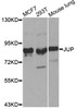 Western blot analysis of extracts of various cell lines, using JUP antibody (13-339) at 1:500 dilution.<br/>Secondary antibody: HRP Goat Anti-Rabbit IgG (H+L) at 1:10000 dilution.<br/>Lysates/proteins: 25ug per lane.<br/>Blocking buffer: 3% nonfat dry milk in TBST.<br/>Detection: ECL Basic Kit.