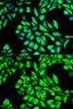 Immunofluorescence analysis of HeLa cells using EEF1A1 antibody (13-345) . Blue: DAPI for nuclear staining.
