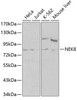 Western blot analysis of extracts of various cell lines, using NEK8 antibody (13-353) at 1:1000 dilution.<br/>Secondary antibody: HRP Goat Anti-Rabbit IgG (H+L) at 1:10000 dilution.<br/>Lysates/proteins: 25ug per lane.<br/>Blocking buffer: 3% nonfat dry milk in TBST.