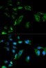 Immunofluorescence analysis of HeLa cells using NEK8 antibody (13-353) . Blue: DAPI for nuclear staining.