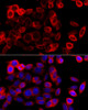 Immunofluorescence analysis of HeLa cells using HSP90B1 antibody (13-356) at dilution of 1:100 (40x lens) . Blue: DAPI for nuclear staining.