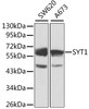 Western blot analysis of extracts of various cell lines, using SYT1 antibody (13-358) at 1:1000 dilution.<br/>Secondary antibody: HRP Goat Anti-Rabbit IgG (H+L) at 1:10000 dilution.<br/>Lysates/proteins: 25ug per lane.<br/>Blocking buffer: 3% nonfat dry milk in TBST.<br/>Detection: ECL Basic Kit.