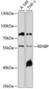 Western blot analysis of extracts of various cell lines, using RENBP antibody (13-373) at 1:1000 dilution.<br/>Secondary antibody: HRP Goat Anti-Rabbit IgG (H+L) at 1:10000 dilution.<br/>Lysates/proteins: 25ug per lane.<br/>Blocking buffer: 3% nonfat dry milk in TBST.<br/>Detection: ECL Basic Kit.<br/>Exposure time: 5s.