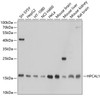 Western blot analysis of extracts of various cell lines, using HPCAL1 antibody (13-378) at 1:1000 dilution.<br/>Secondary antibody: HRP Goat Anti-Rabbit IgG (H+L) at 1:10000 dilution.<br/>Lysates/proteins: 25ug per lane.<br/>Blocking buffer: 3% nonfat dry milk in TBST.<br/>Detection: ECL Basic Kit.<br/>Exposure time: 30s.