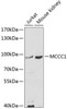 Western blot analysis of extracts of various cell lines, using MCCC1 antibody (13-380) at 1:1000 dilution.<br/>Secondary antibody: HRP Goat Anti-Rabbit IgG (H+L) at 1:10000 dilution.<br/>Lysates/proteins: 25ug per lane.<br/>Blocking buffer: 3% nonfat dry milk in TBST.<br/>Detection: ECL Basic Kit.<br/>Exposure time: 90s.