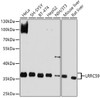 Western blot analysis of extracts of various cell lines, using LRRC59 antibody (13-381) at 1:1000 dilution.<br/>Secondary antibody: HRP Goat Anti-Rabbit IgG (H+L) at 1:10000 dilution.<br/>Lysates/proteins: 25ug per lane.<br/>Blocking buffer: 3% nonfat dry milk in TBST.<br/>Detection: ECL Basic Kit.<br/>Exposure time: 5s.