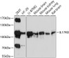 Western blot analysis of extracts of various cell lines, using IL17RD antibody (13-386) at 1:1000 dilution.<br/>Secondary antibody: HRP Goat Anti-Rabbit IgG (H+L) at 1:10000 dilution.<br/>Lysates/proteins: 25ug per lane.<br/>Blocking buffer: 3% nonfat dry milk in TBST.<br/>Detection: ECL Basic Kit.<br/>Exposure time: 30s.