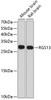 Western blot analysis of extracts of various cell lines, using RGS13 antibody (13-389) at 1:1000 dilution.<br/>Secondary antibody: HRP Goat Anti-Rabbit IgG (H+L) at 1:10000 dilution.<br/>Lysates/proteins: 25ug per lane.<br/>Blocking buffer: 3% nonfat dry milk in TBST.<br/>Detection: ECL Basic Kit.<br/>Exposure time: 90s.