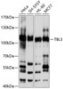 Western blot analysis of extracts of various cell lines, using TBL3 antibody (13-395) at 1:1000 dilution.<br/>Secondary antibody: HRP Goat Anti-Rabbit IgG (H+L) at 1:10000 dilution.<br/>Lysates/proteins: 25ug per lane.<br/>Blocking buffer: 3% nonfat dry milk in TBST.<br/>Detection: ECL Basic Kit.<br/>Exposure time: 10s.