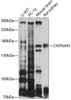 Western blot analysis of extracts of various cell lines, using CNTNAP1 antibody (13-400) at 1:1000 dilution.<br/>Secondary antibody: HRP Goat Anti-Rabbit IgG (H+L) at 1:10000 dilution.<br/>Lysates/proteins: 25ug per lane.<br/>Blocking buffer: 3% nonfat dry milk in TBST.<br/>Detection: ECL Basic Kit.<br/>Exposure time: 90s.