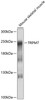 Western blot analysis of extracts of mouse skeletal muscle, using TRPM7 antibody (13-414) at 1:1000 dilution.<br/>Secondary antibody: HRP Goat Anti-Rabbit IgG (H+L) at 1:10000 dilution.<br/>Lysates/proteins: 25ug per lane.<br/>Blocking buffer: 3% nonfat dry milk in TBST.<br/>Detection: ECL Basic Kit.<br/>Exposure time: 10s.