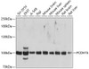 Western blot analysis of extracts of various cell lines, using PCDH15 antibody (13-421) at 1:1000 dilution.<br/>Secondary antibody: HRP Goat Anti-Rabbit IgG (H+L) at 1:10000 dilution.<br/>Lysates/proteins: 25ug per lane.<br/>Blocking buffer: 3% nonfat dry milk in TBST.<br/>Detection: ECL Basic Kit.<br/>Exposure time: 5s.